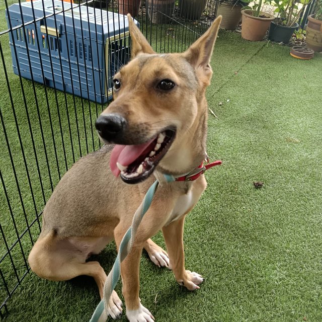 Kylie  - Mixed Breed Dog