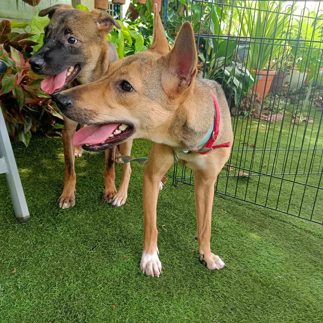 Kylie  - Mixed Breed Dog