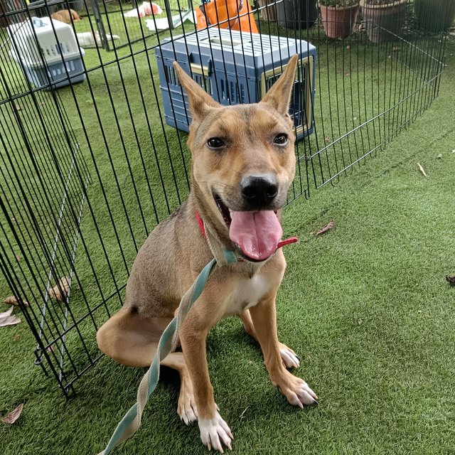Kylie  - Mixed Breed Dog
