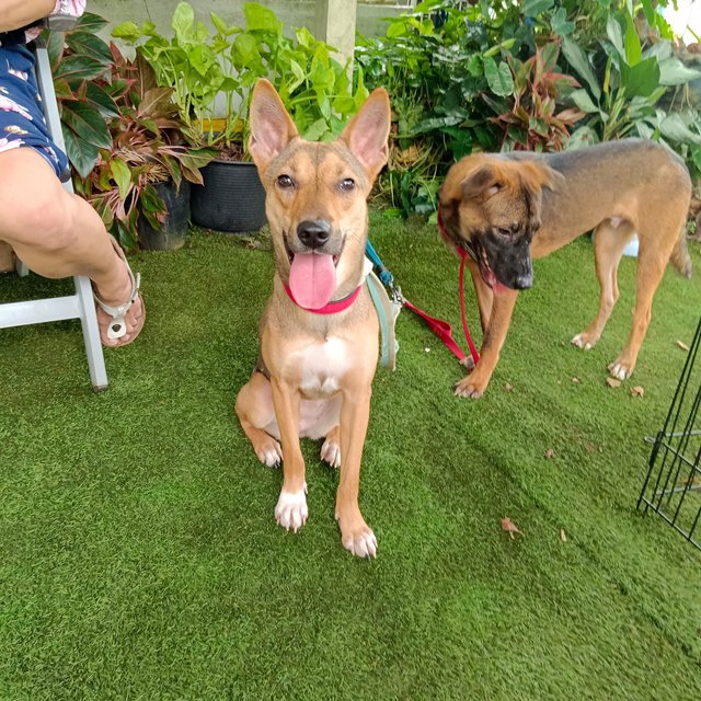 Kylie  - Mixed Breed Dog