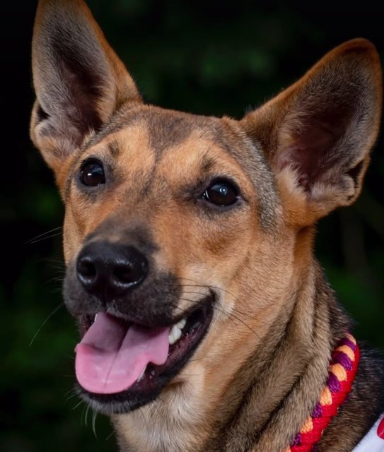 Kylie  - Mixed Breed Dog
