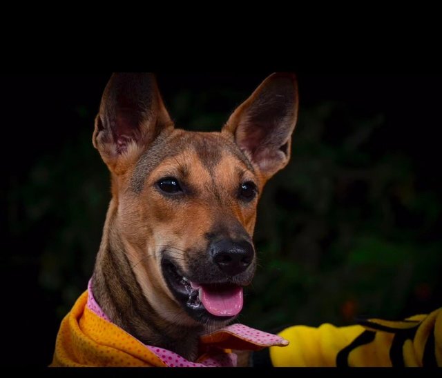 Kylie  - Mixed Breed Dog