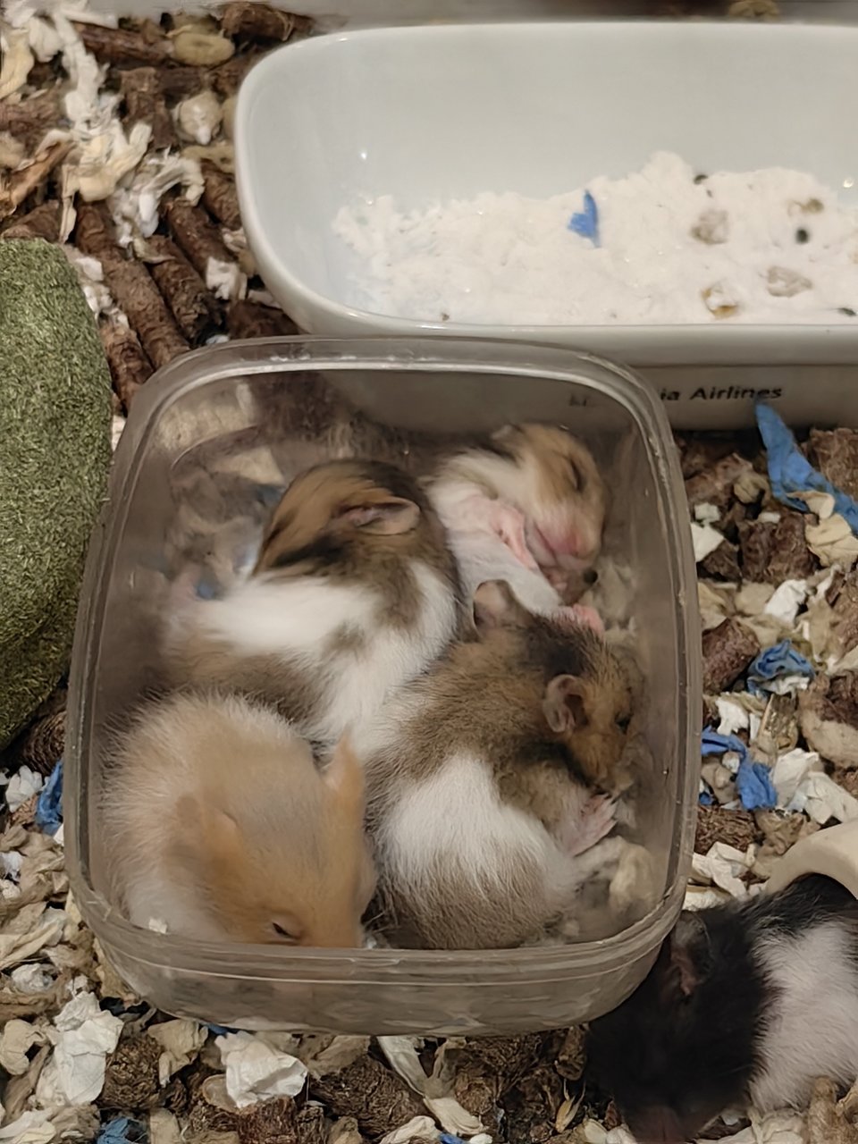 6 Hamsters - Syrian / Golden Hamster Hamster