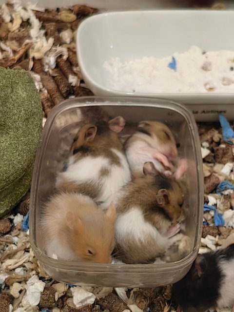 6 Hamsters - Syrian / Golden Hamster Hamster