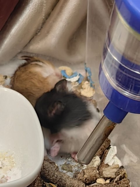 6 Hamsters - Syrian / Golden Hamster Hamster