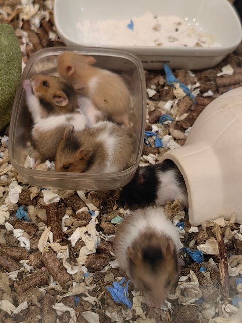 6 Hamsters - Syrian / Golden Hamster Hamster