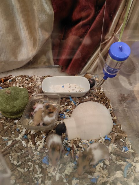 6 Hamsters - Syrian / Golden Hamster Hamster