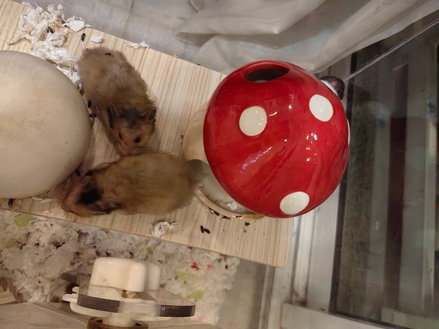 6 Hamsters - Syrian / Golden Hamster Hamster