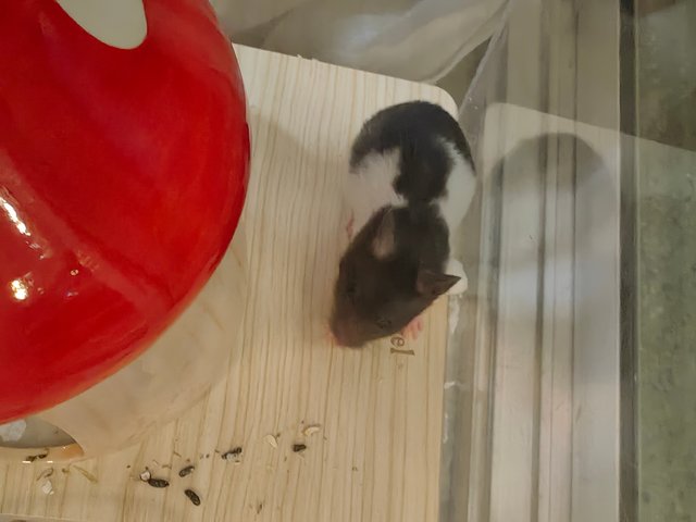 6 Hamsters - Syrian / Golden Hamster Hamster
