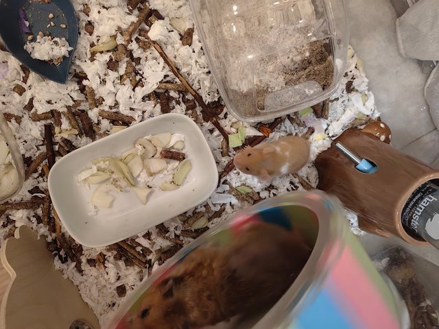 6 Hamsters - Syrian / Golden Hamster Hamster