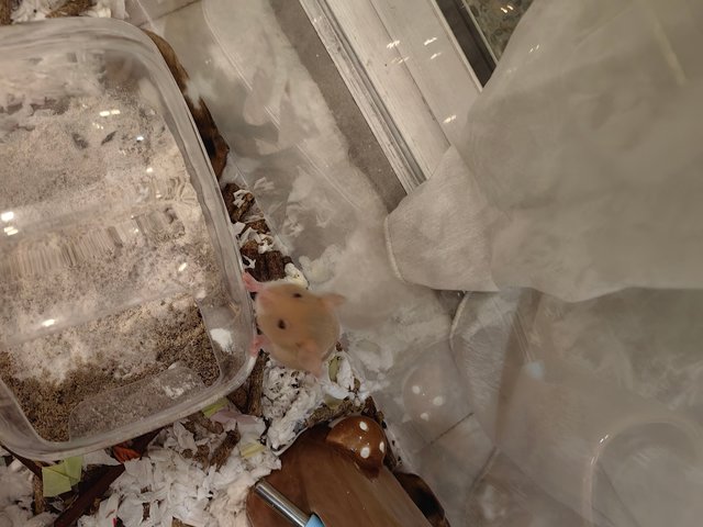 6 Hamsters - Syrian / Golden Hamster Hamster