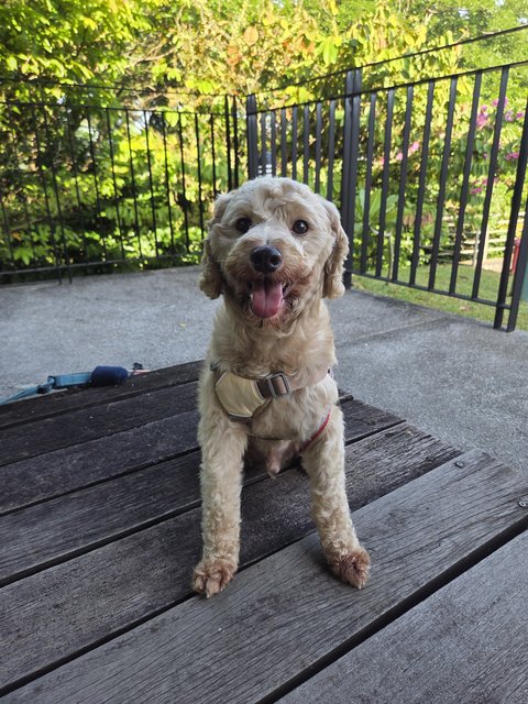 Soju - Poodle Dog