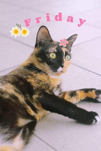 Friday And Wednesday  - Tabby Cat