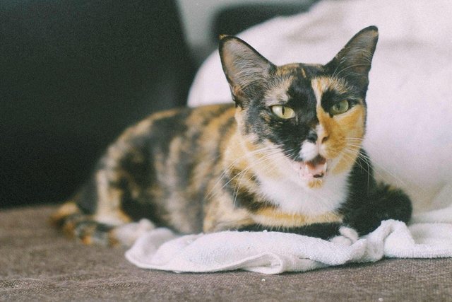 Friday And Wednesday  - Tabby Cat