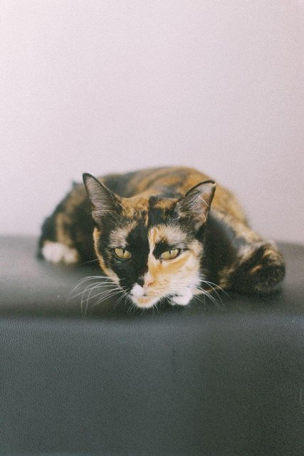 Friday And Wednesday  - Tabby Cat