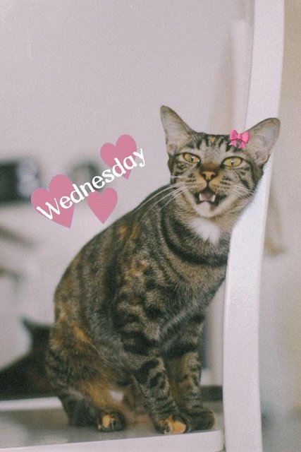 Friday And Wednesday  - Tabby Cat