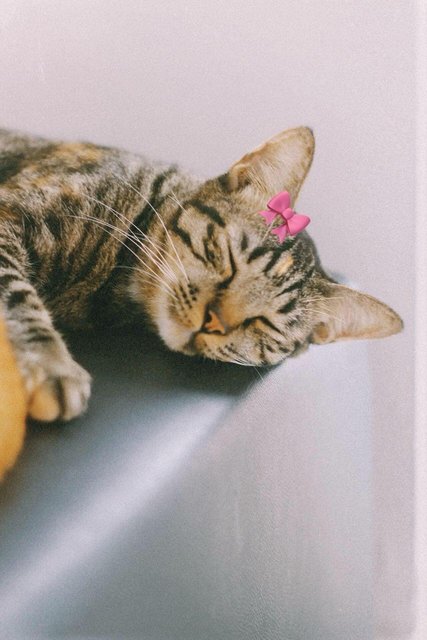 Friday And Wednesday  - Tabby Cat