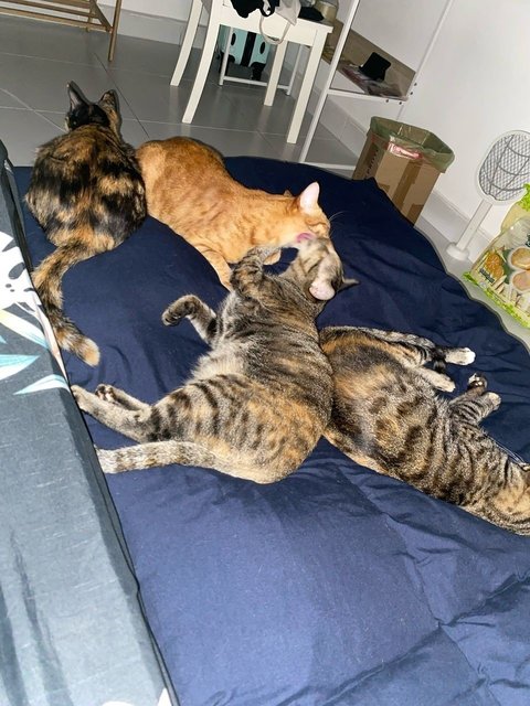 Friday And Wednesday  - Tabby Cat