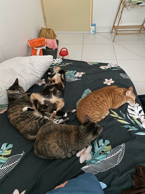 Friday And Wednesday  - Tabby Cat