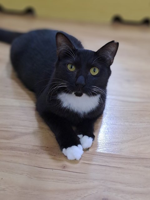 PF140311 - Domestic Medium Hair Cat