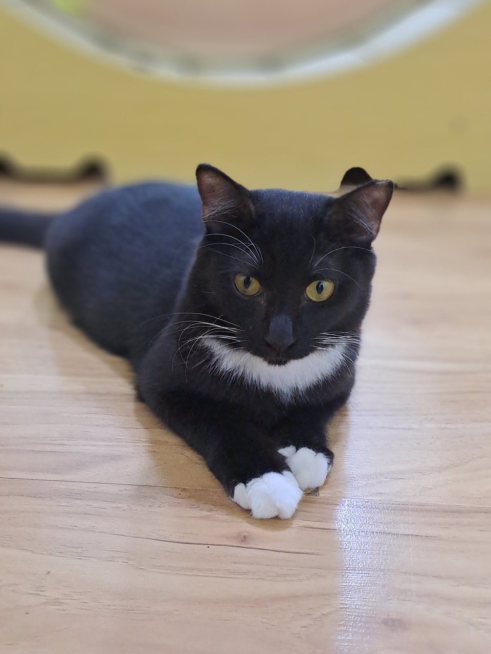 PF140311 - Domestic Medium Hair Cat