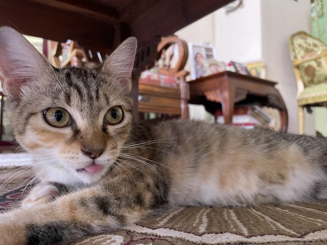 Kittens - Domestic Short Hair + Munchkin Cat