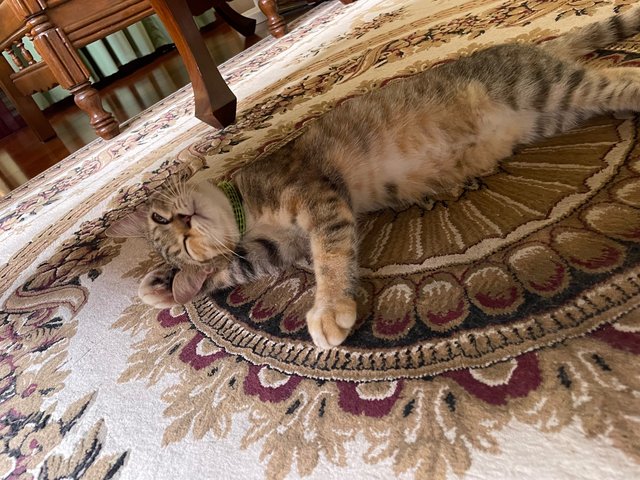 Kittens - Domestic Short Hair + Munchkin Cat