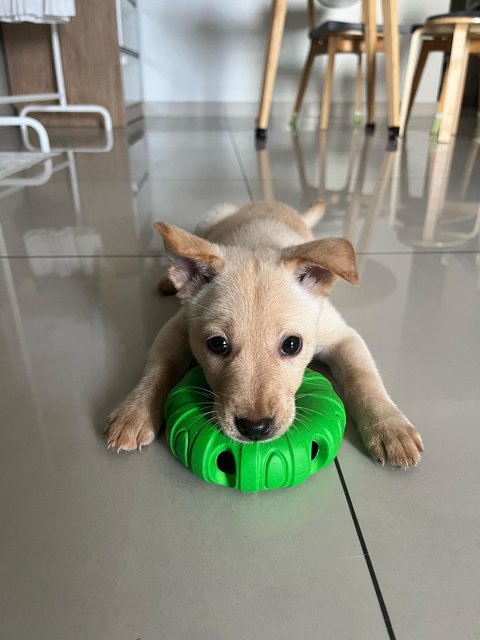 Ginger - Mixed Breed Dog