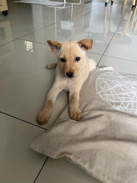 Ginger - Mixed Breed Dog