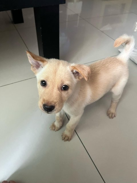 Ginger - Mixed Breed Dog