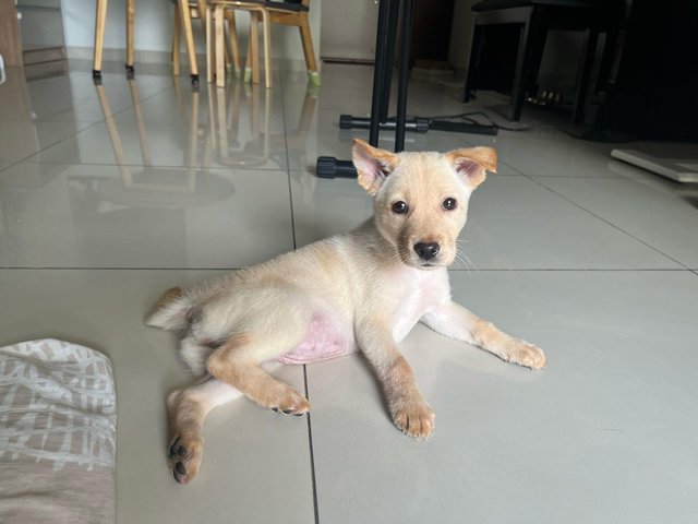 Ginger - Mixed Breed Dog