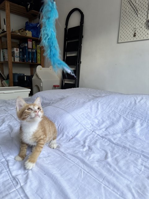 Pumpkin - Domestic Medium Hair Cat