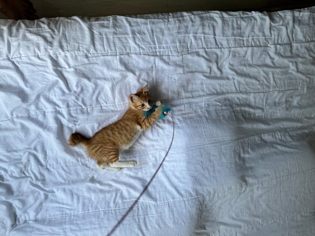 Pumpkin - Domestic Medium Hair Cat