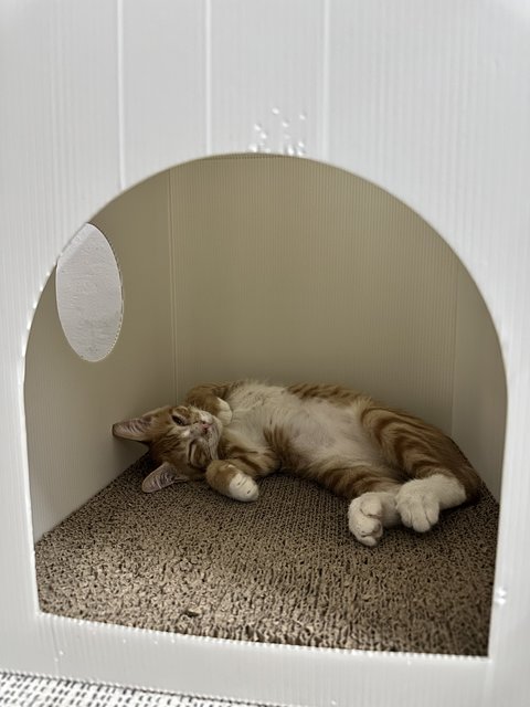 Pumpkin - Domestic Medium Hair Cat