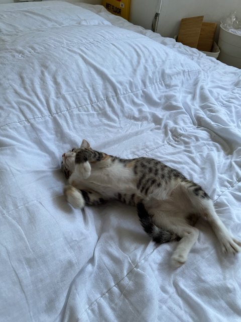 Chocolate - Domestic Short Hair Cat