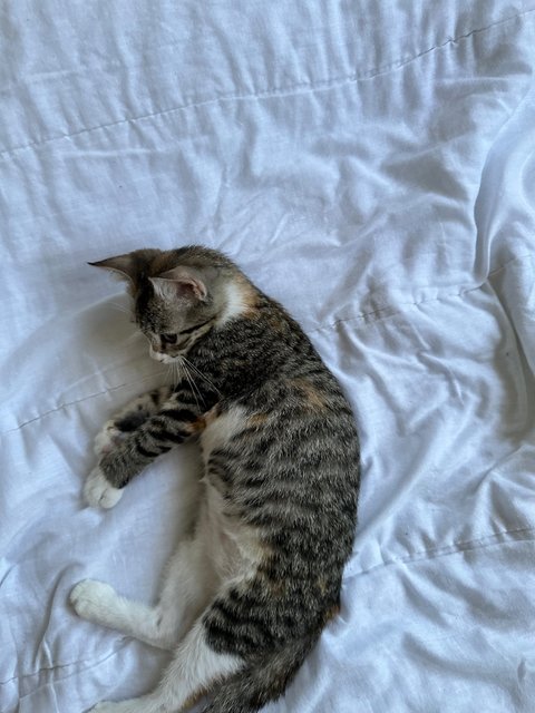 Chocolate - Domestic Short Hair Cat