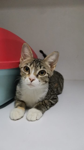 Chocolate - Domestic Short Hair Cat