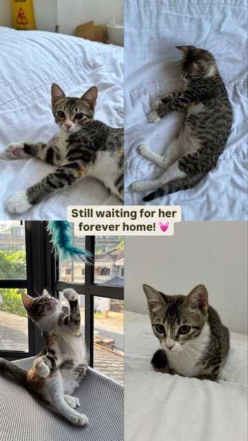 Chocolate - Domestic Short Hair Cat