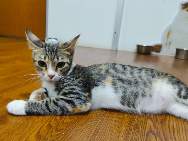 Chocolate - Domestic Short Hair Cat