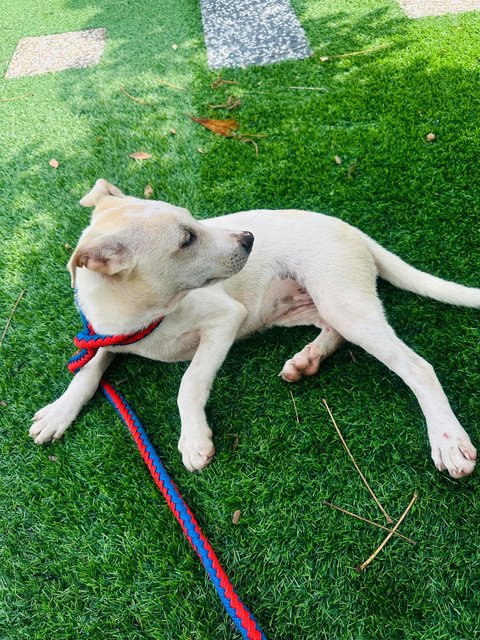 Boba - Labrador Retriever Mix Dog