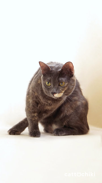 Grey And Gus - Domestic Short Hair Cat