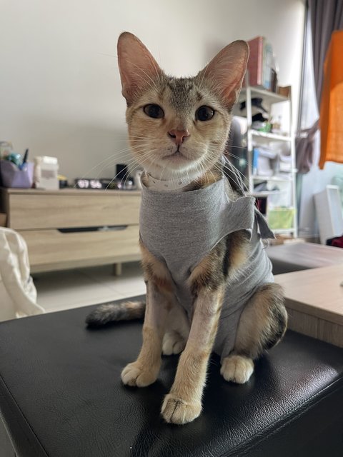 Millie  - Domestic Short Hair + Calico Cat