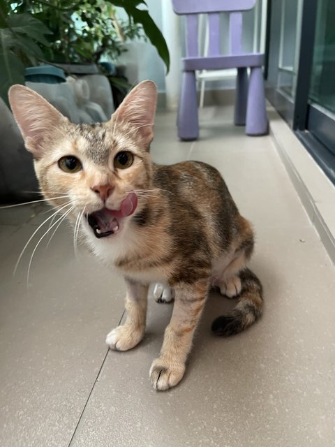 Millie  - Domestic Short Hair + Calico Cat