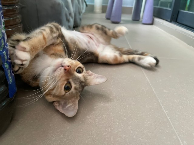 Millie  - Domestic Short Hair + Calico Cat