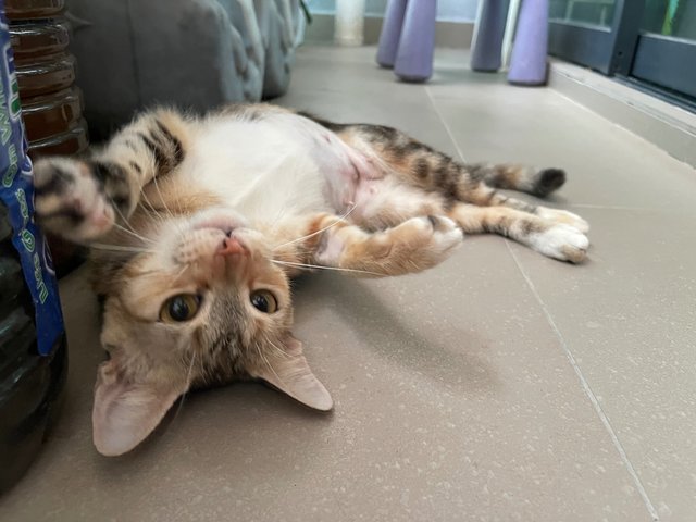Millie  - Domestic Short Hair + Calico Cat