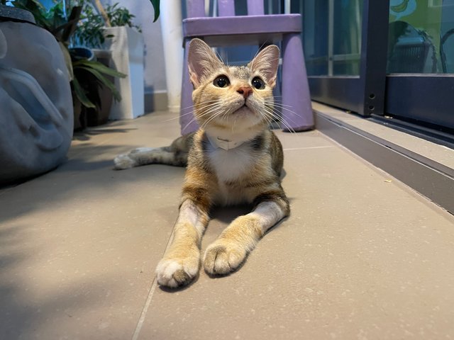 Millie  - Domestic Short Hair + Calico Cat