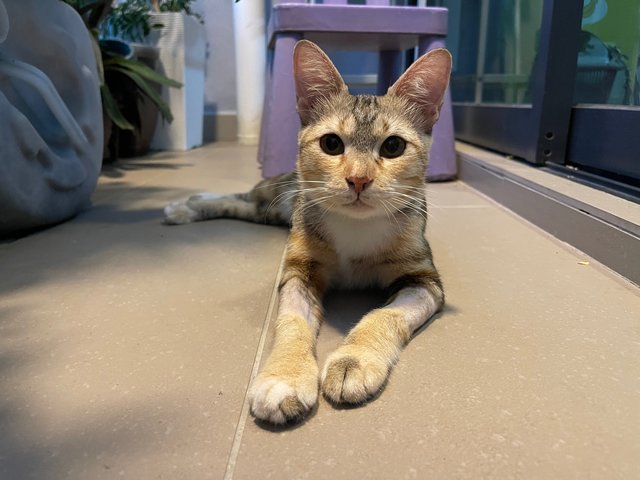 Millie  - Domestic Short Hair + Calico Cat