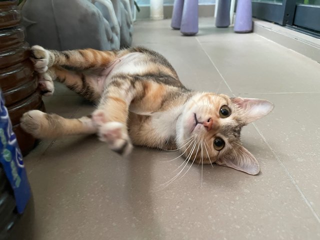Millie  - Domestic Short Hair + Calico Cat