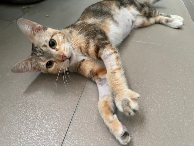 Millie  - Domestic Short Hair + Calico Cat