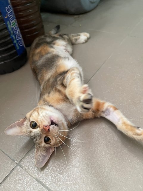 Millie  - Domestic Short Hair + Calico Cat